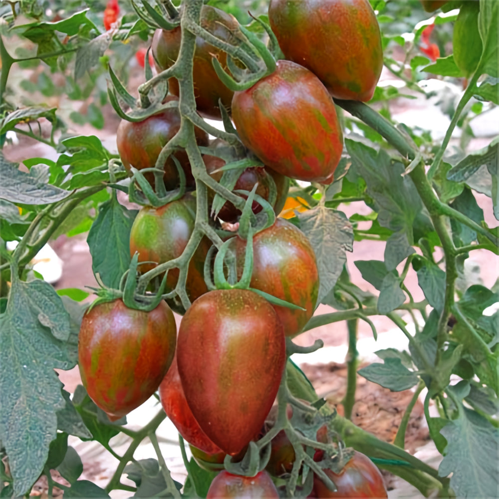 Peachy Perfection: 5 Bags (100 Seeds / Bag) of 'Strawberry' Tomatoes