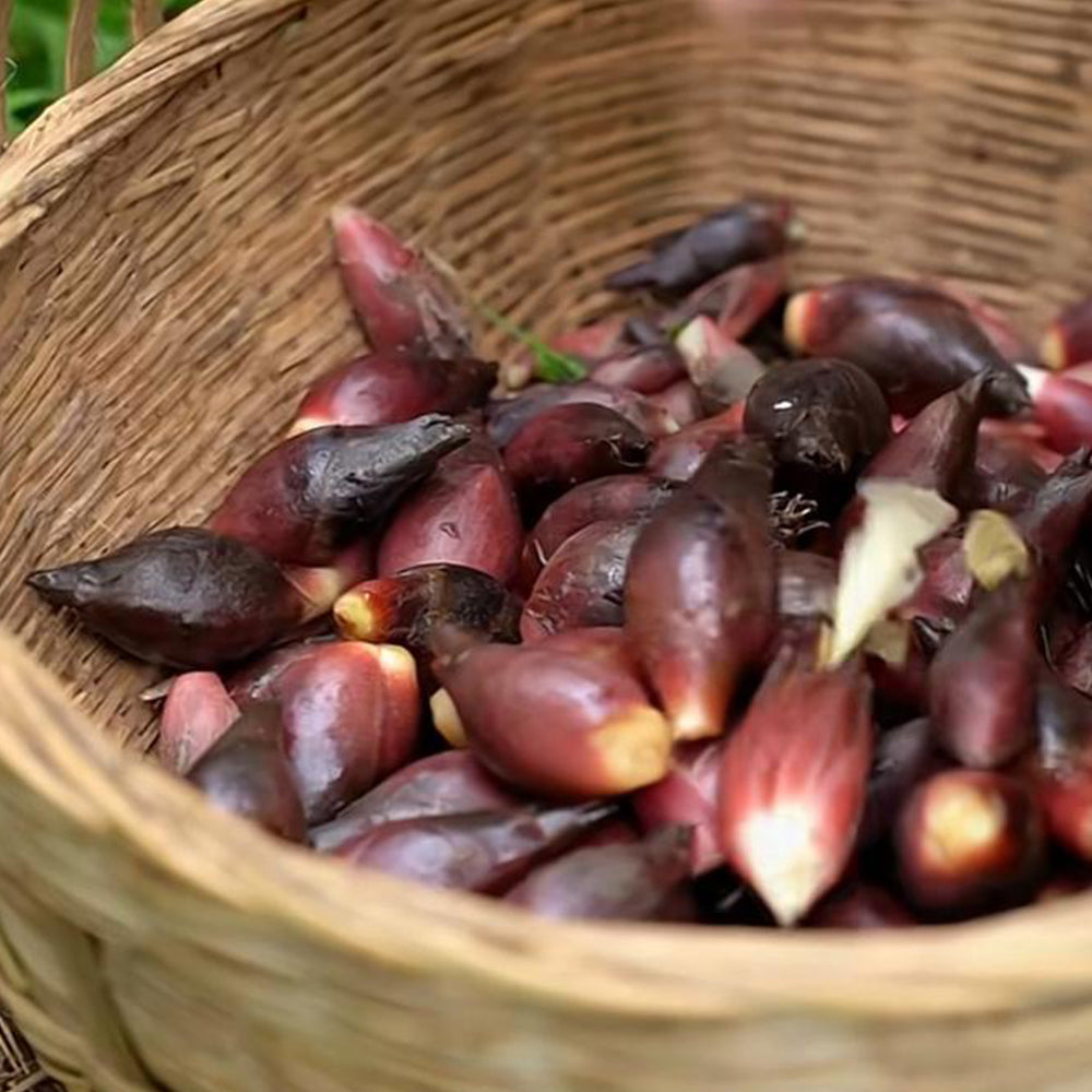 Bellfarm® Myoga Ginger Seeds