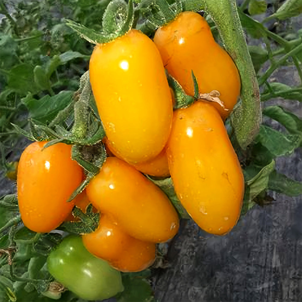 Sunshine Symphony: 5 Bags (200 Seeds/Bag) of 'Radiant Gold' Yellow Tomato Seeds