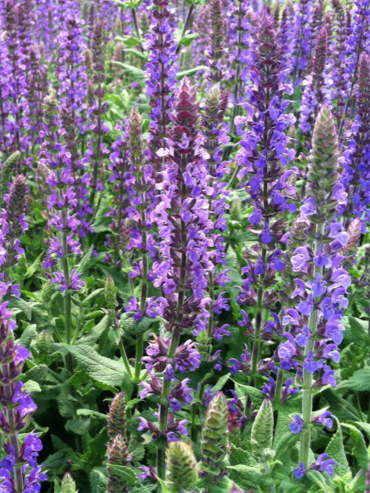 Hezhichun Blue Sage