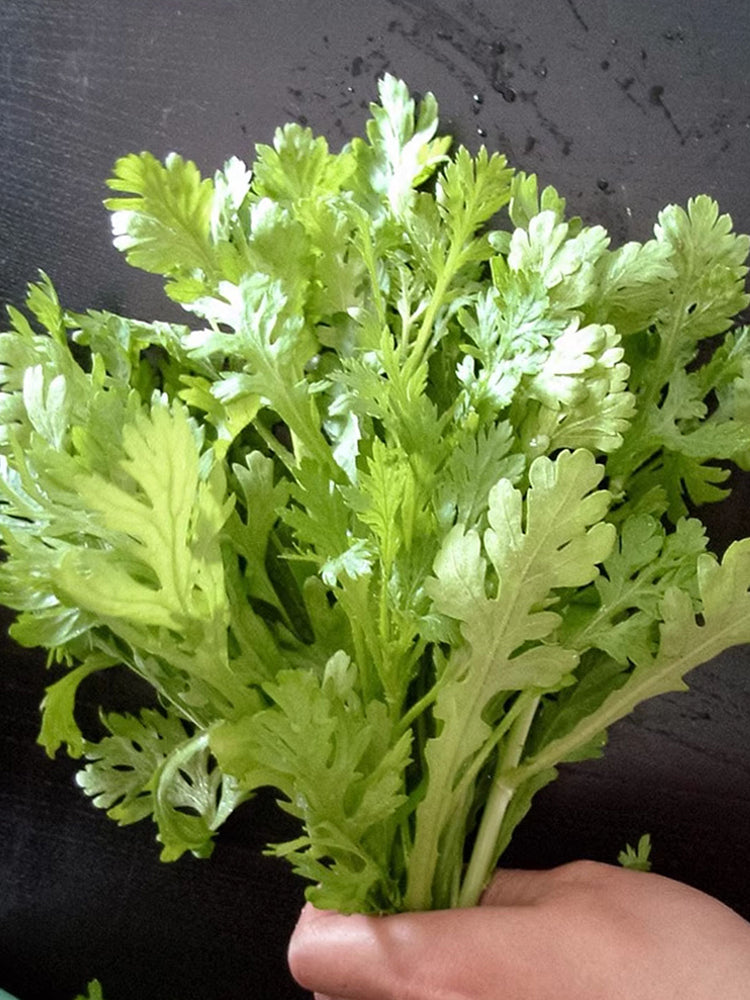 Medium-Leaf Garland Chrysanthemum