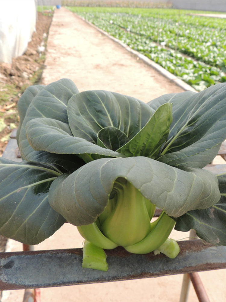 'Black General' Bok Choy