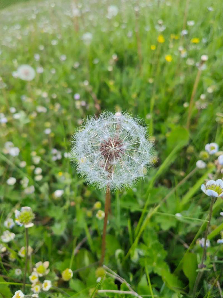 Dandelion (Taraxacum officinale)