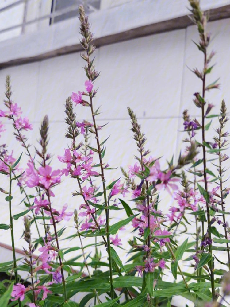Purple Loosestrife (Lythrum salicaria L.)