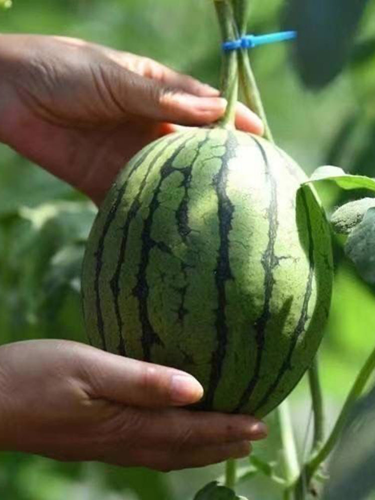 Zaochun Hongyu Watermelons