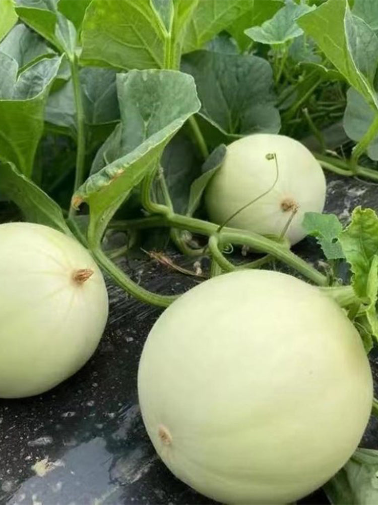 Haoyu Sweet Melons