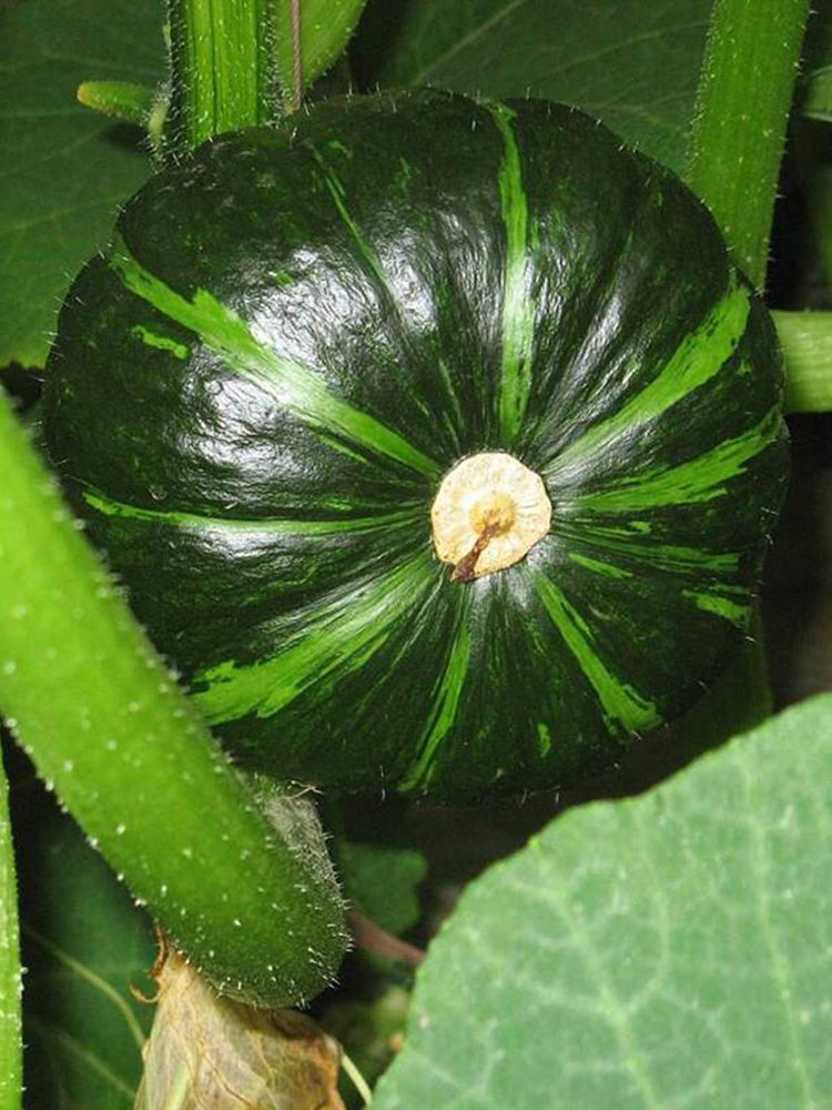 Green Baby Mini Pumpkin