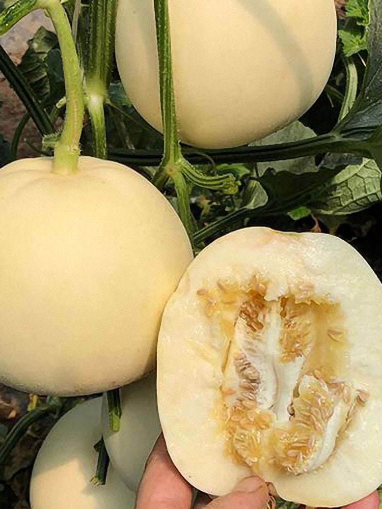 White Honey Jar Melon Hybrid