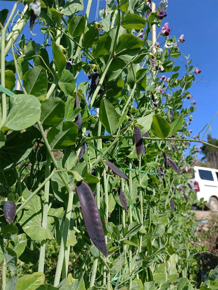 Purple-Podded Snow Pea