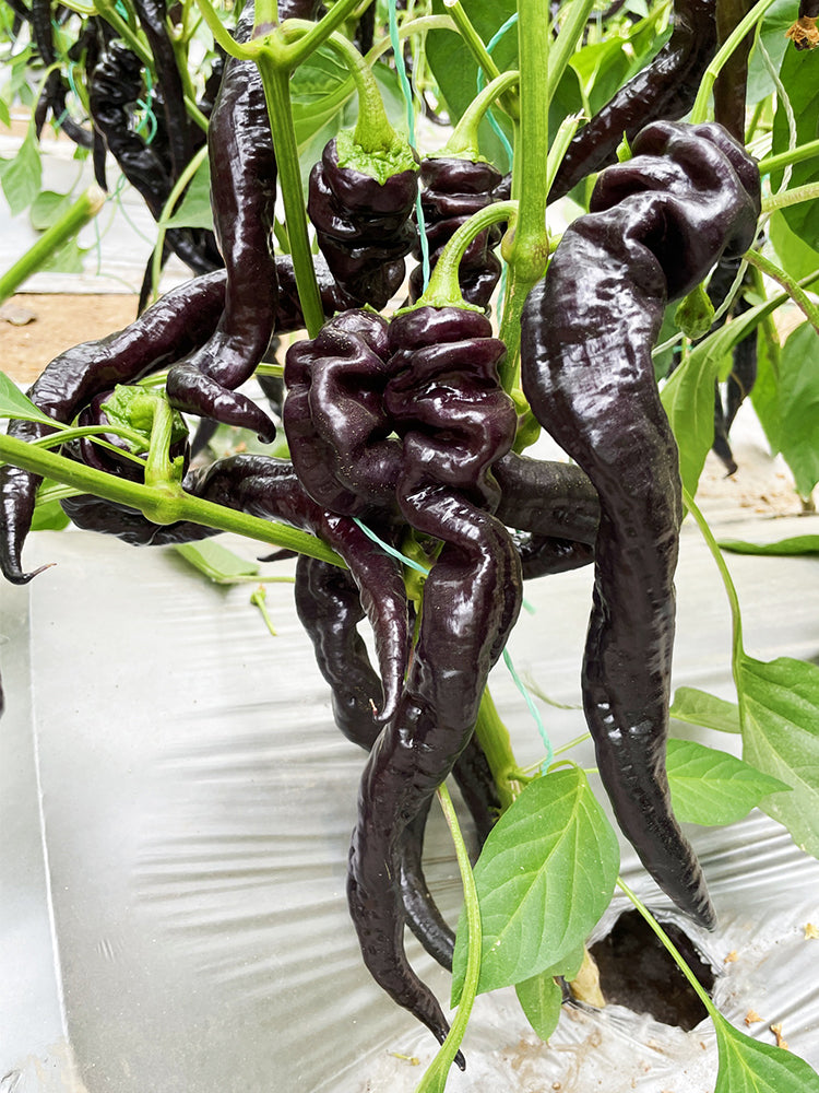 Zilongjiao No.1 Chilis