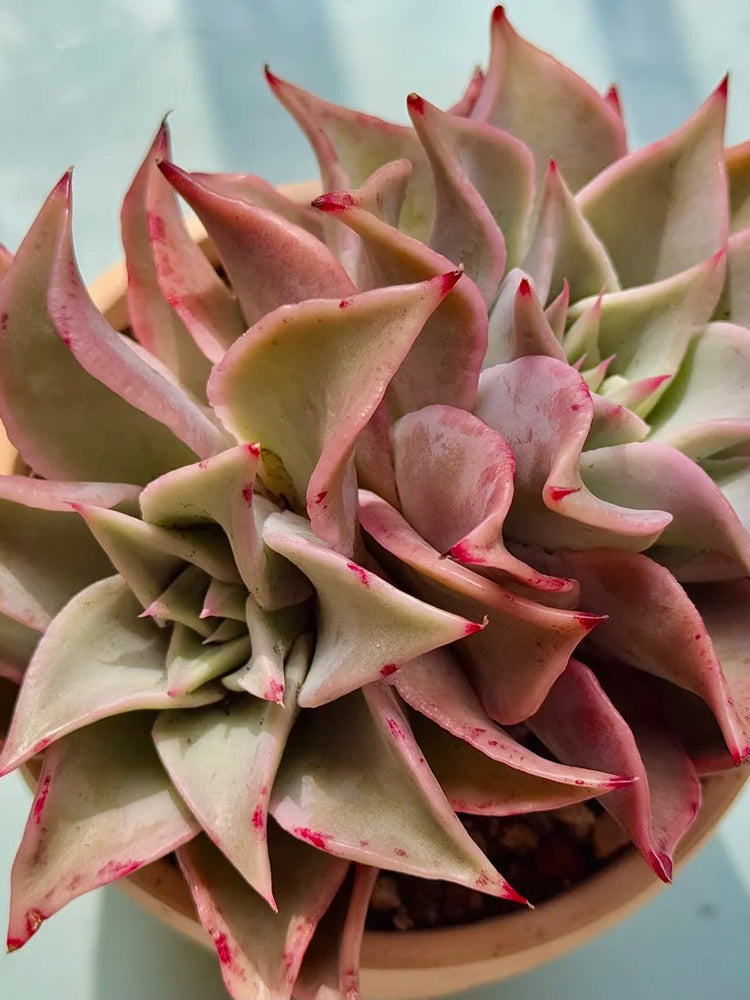 Echeveria cv. 'Dumpling Wrapper'