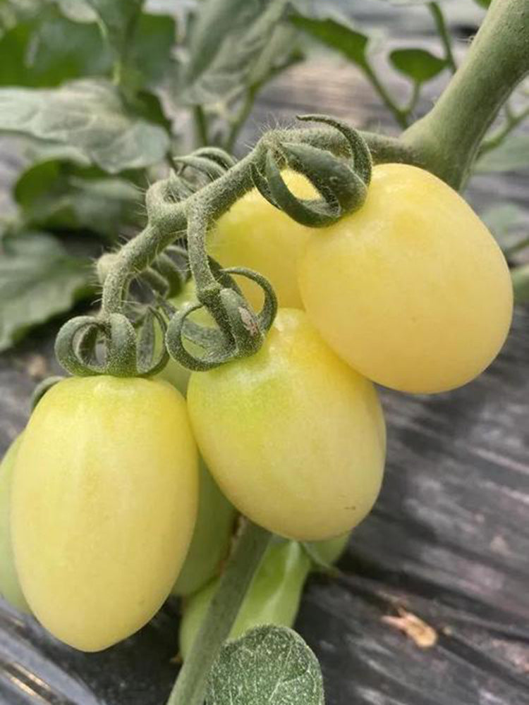 White Jade Cherry Tomato