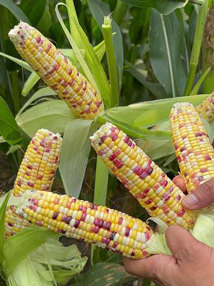 Colorful Glutinous Corn