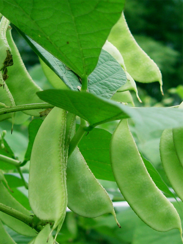 Green Hyacinth Beans