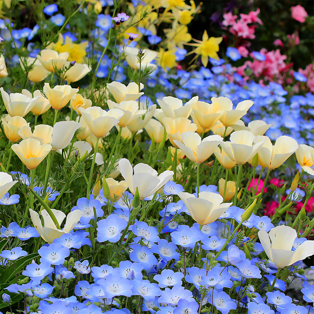 Bellfarm® Eschscholzia californica Seeds