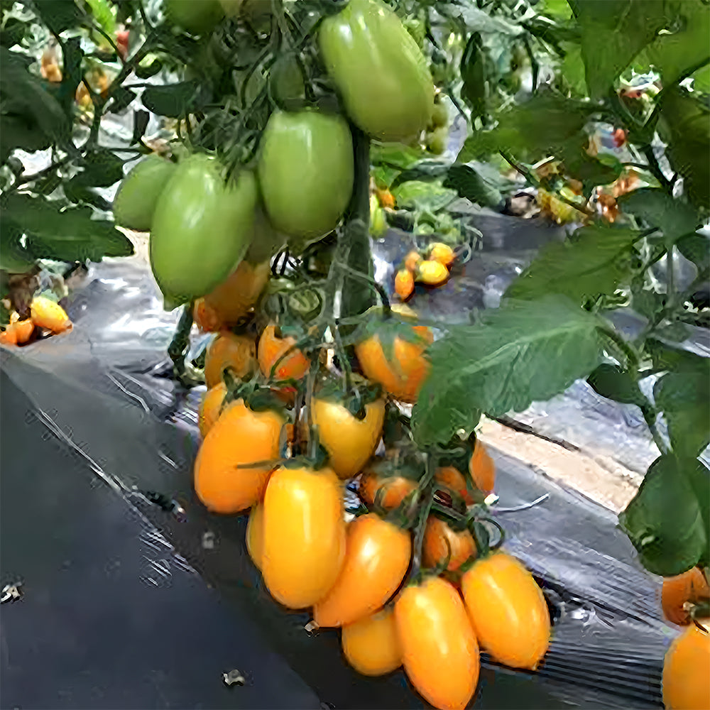 Sunshine Symphony: 5 Bags (200 Seeds/Bag) of 'Radiant Gold' Yellow Tomato Seeds