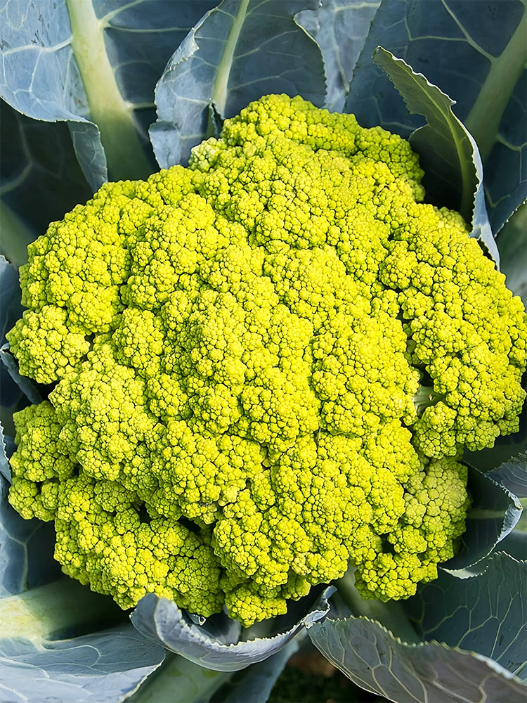Cauliflower, Colourful Varieties