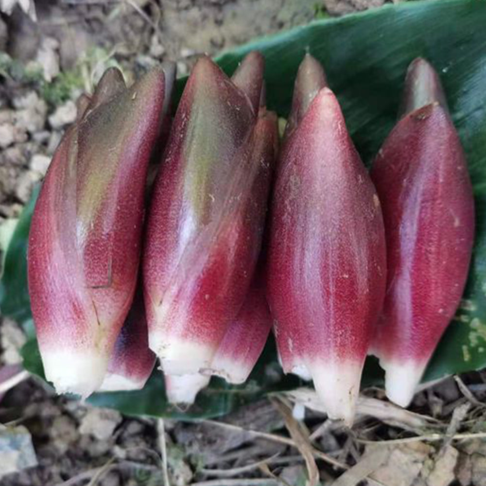 Bellfarm® Myoga Ginger Seeds
