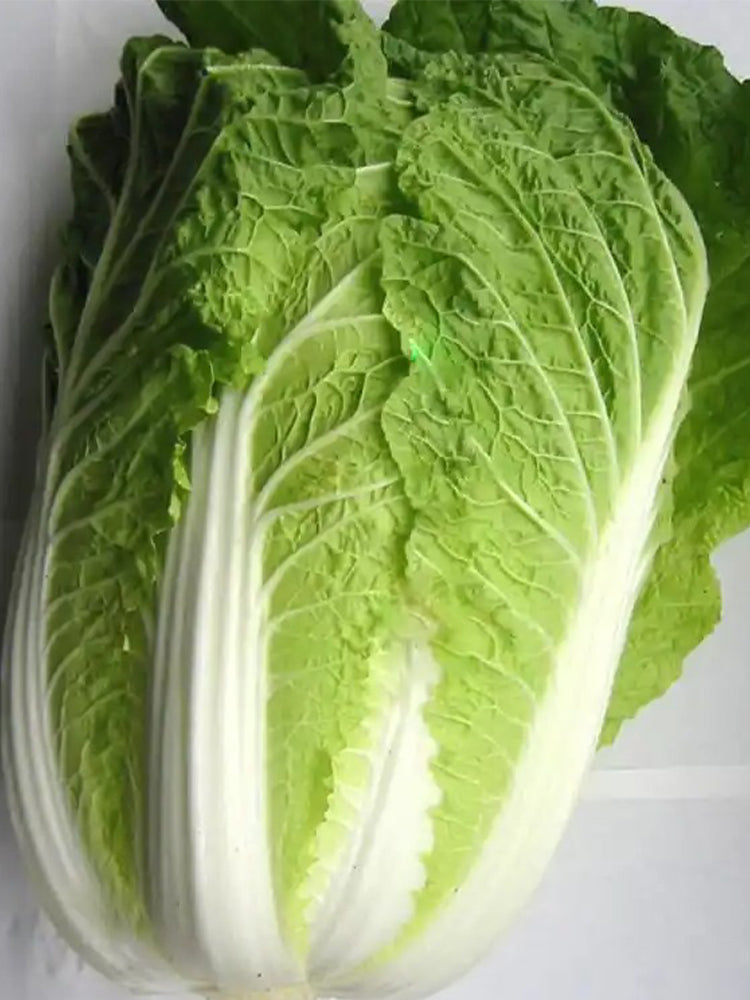 Gaokang 78 Chinese Cabbage