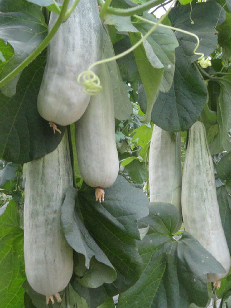 Jinyun Crisp-Sweet Melon