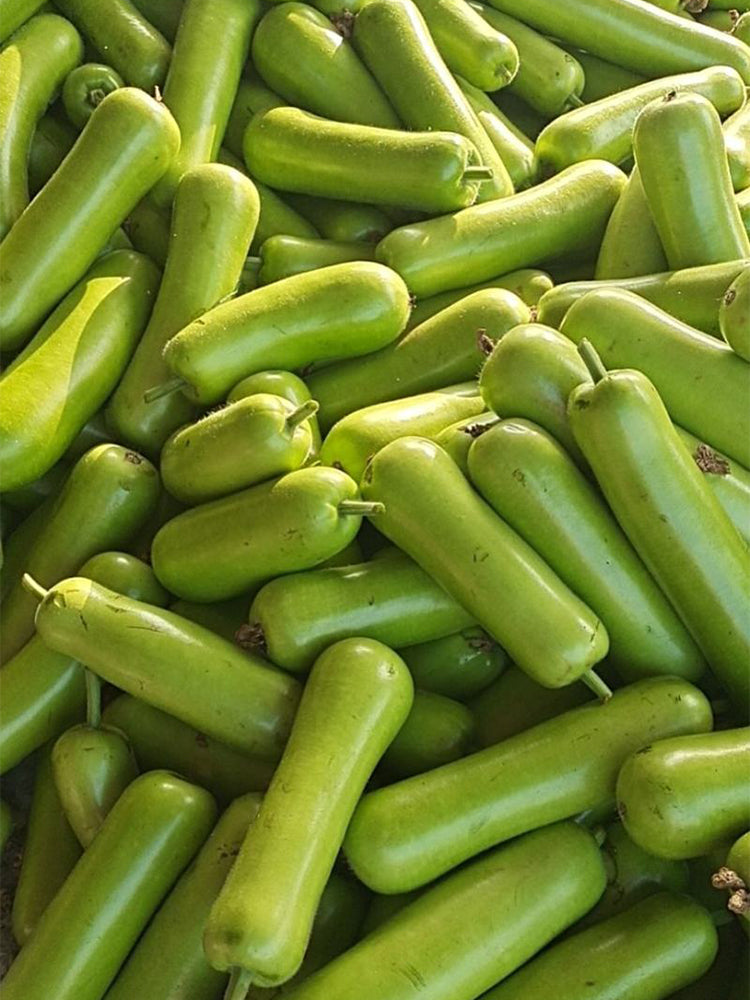 Guangpu 1701 Bottle Gourd