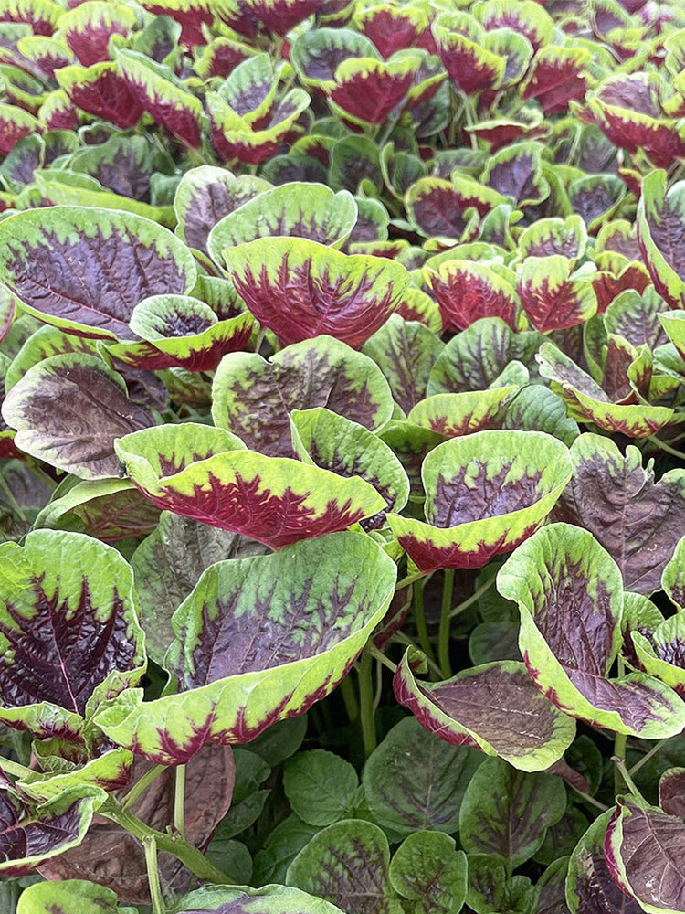 Xishuai Red Amaranth