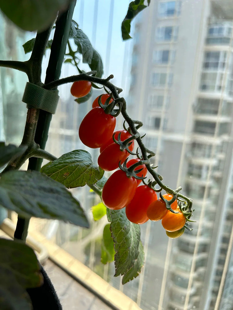 Orange Fountain Tomato