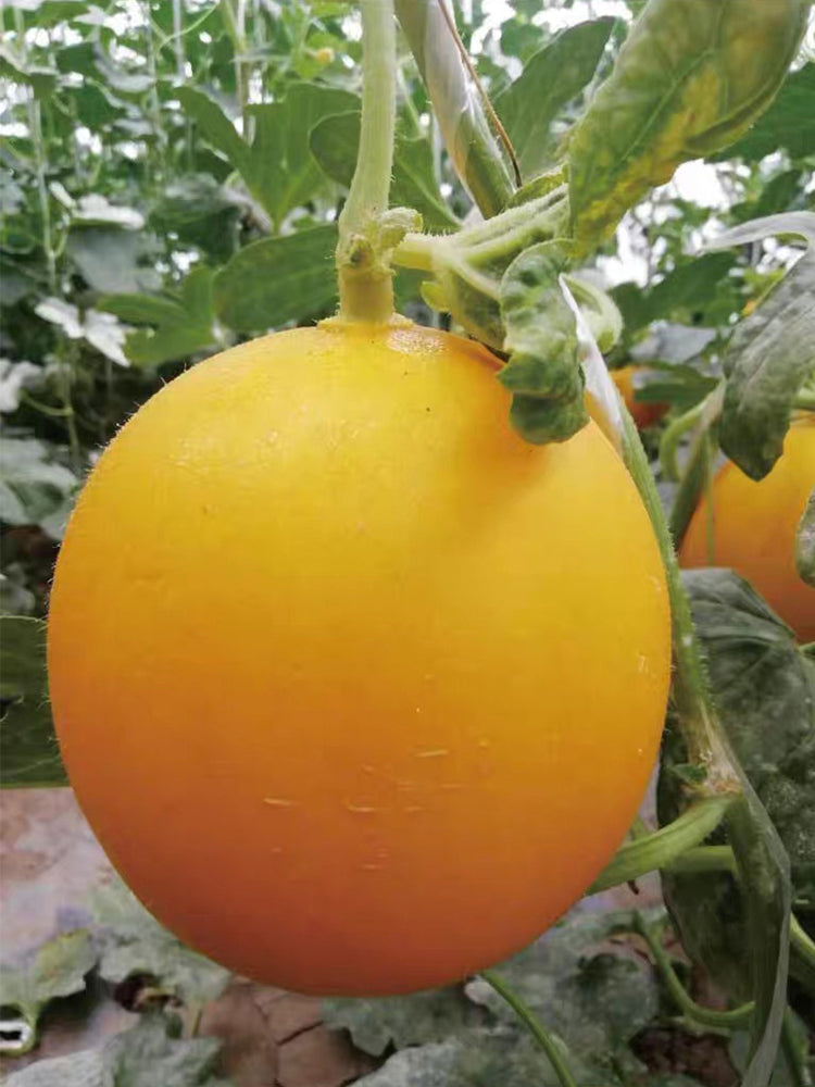 Hongyu Muskmelon