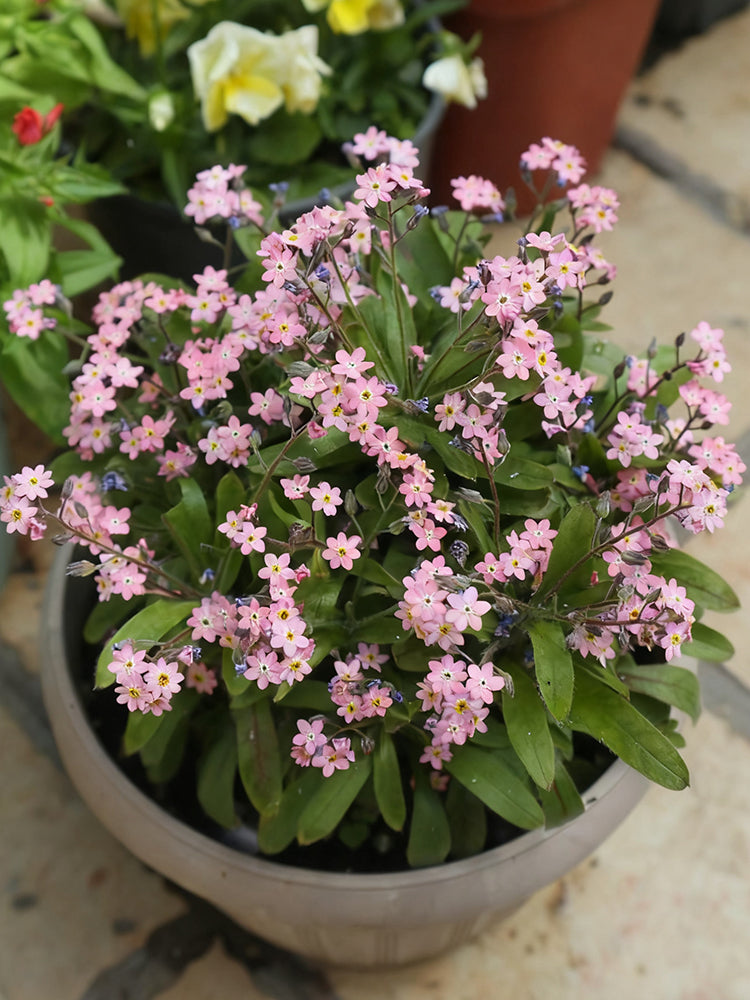 Pink Alpine Forget-Me-Not