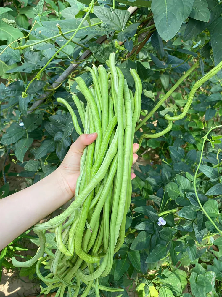 Small-Leaf High-Yield No.4 Long Bean