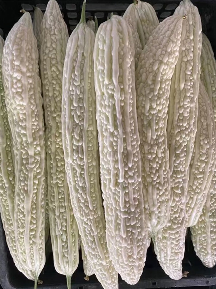 White Jade Bitter Gourds