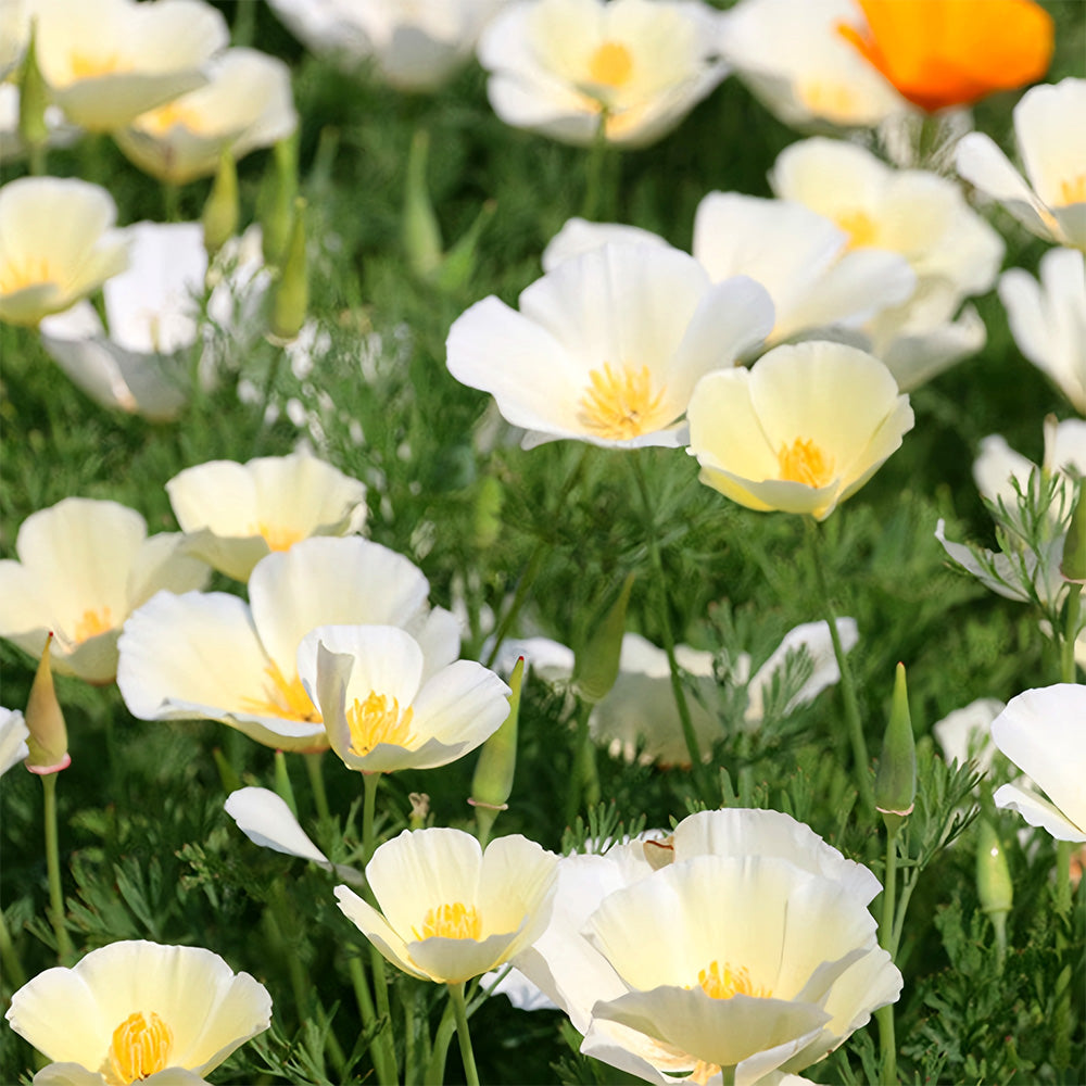 Bellfarm® Eschscholzia californica Seeds