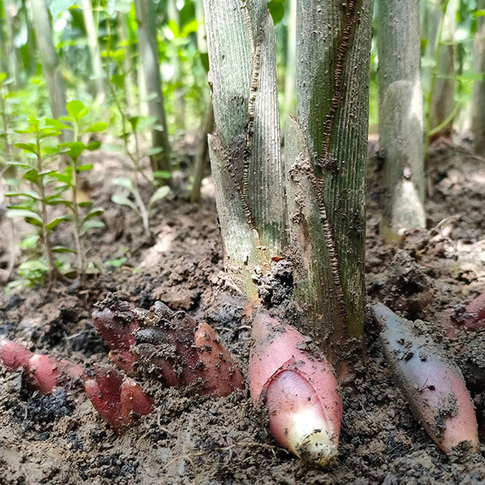 Bellfarm® Myoga Ginger Seeds
