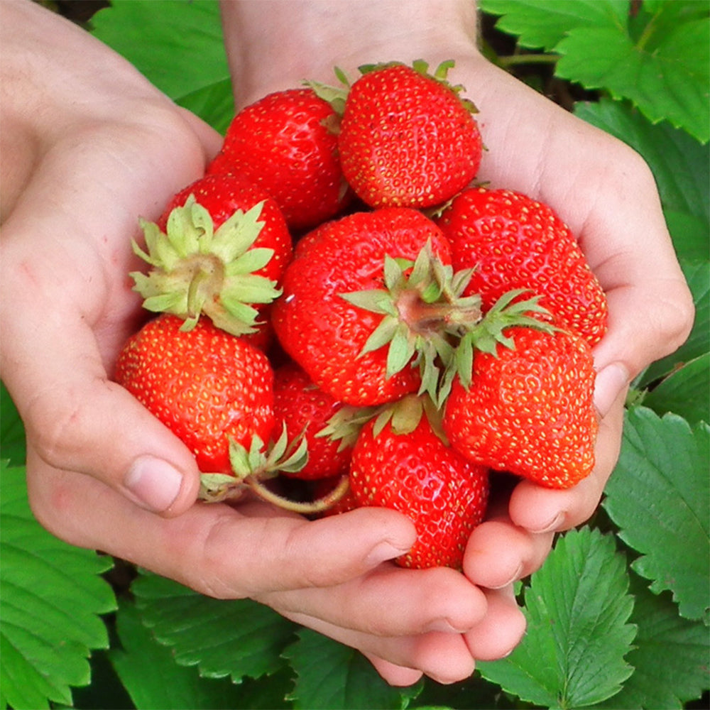 5 Bags (200 Seeds / Bag) of 'Medelet' Series Red Strawberry
