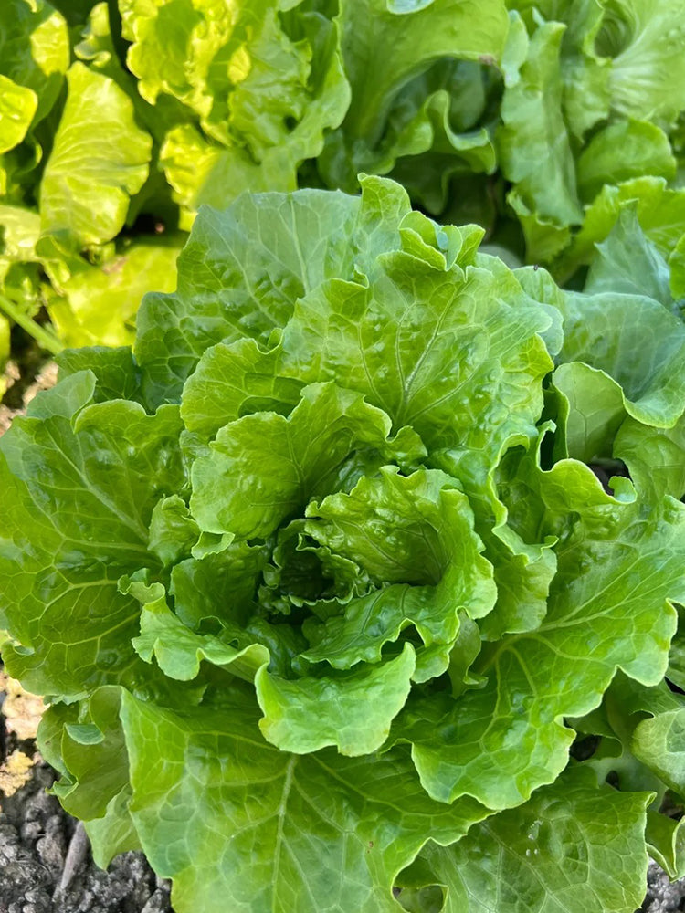 Italian Slow-Bolt Lettuce