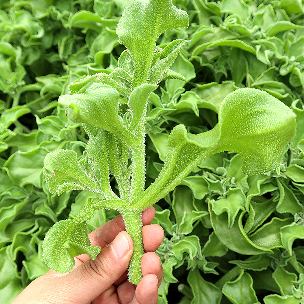 Crystalline Ice Plant Vegetable Seeds