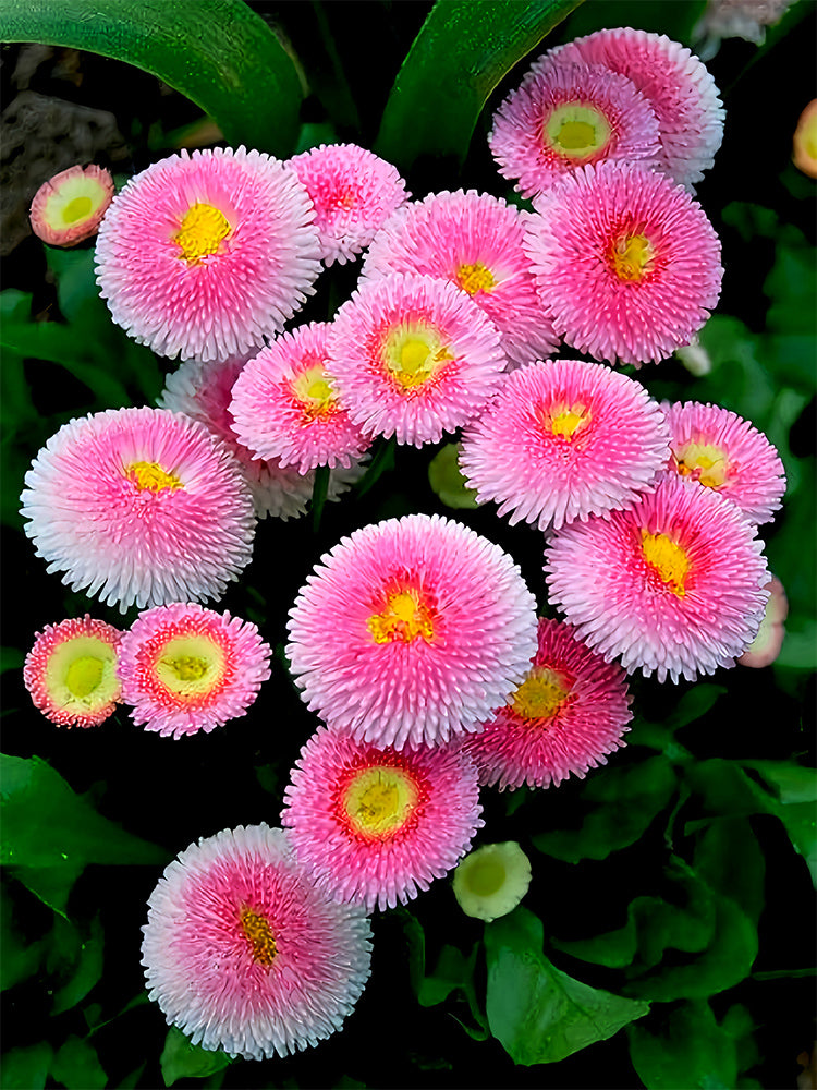Bellfarm® Mid Daisy, Pink