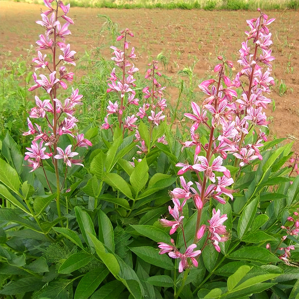 Bellfarm® Dictamnus albus Seeds