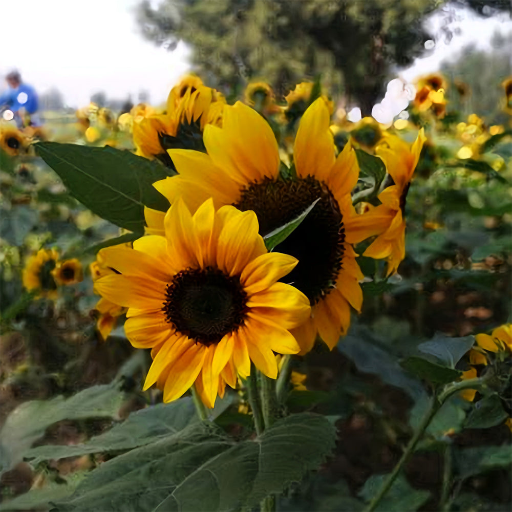 Gold Rush Sunflower Seeds (120cm)