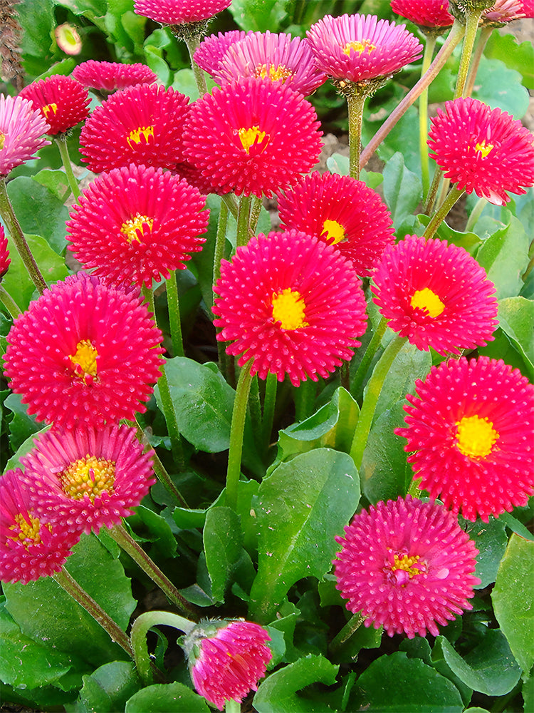 Bellfarm® Mid Dual Daisy, Red