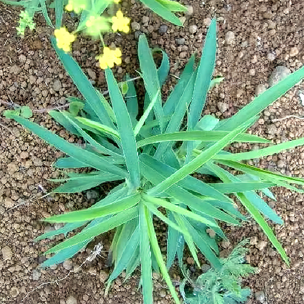 Bellfarm® Bupleurum chinense Seeds