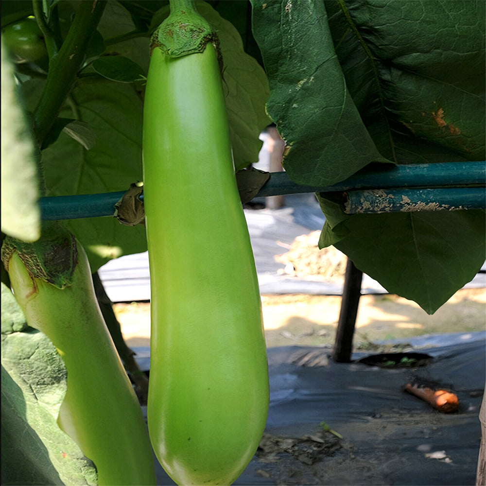 5 Bags (100 Seeds/Bag) of 'Green Dragon' Long Eggplant Seeds