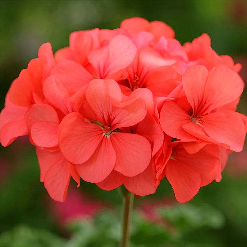 coral geranium seeds Geranium Seeds