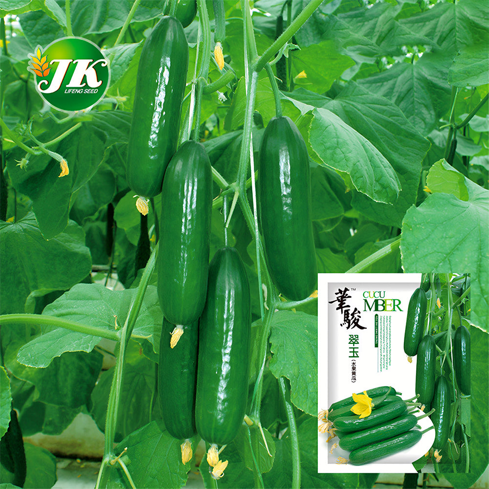 Green Gems: 5 Bags (30 Seeds/Bag) of Dutch Thornless Sweet Crisp Cucumbers