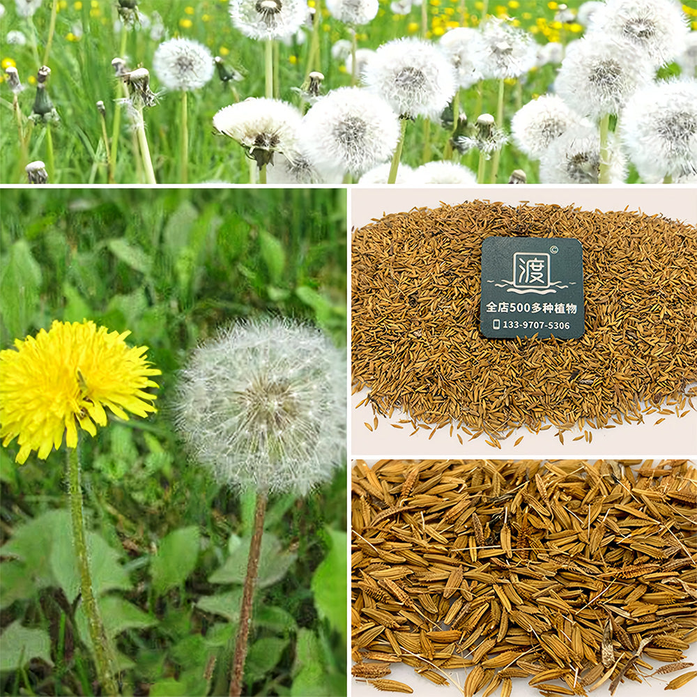 Bellfarm® Dandelion Seeds