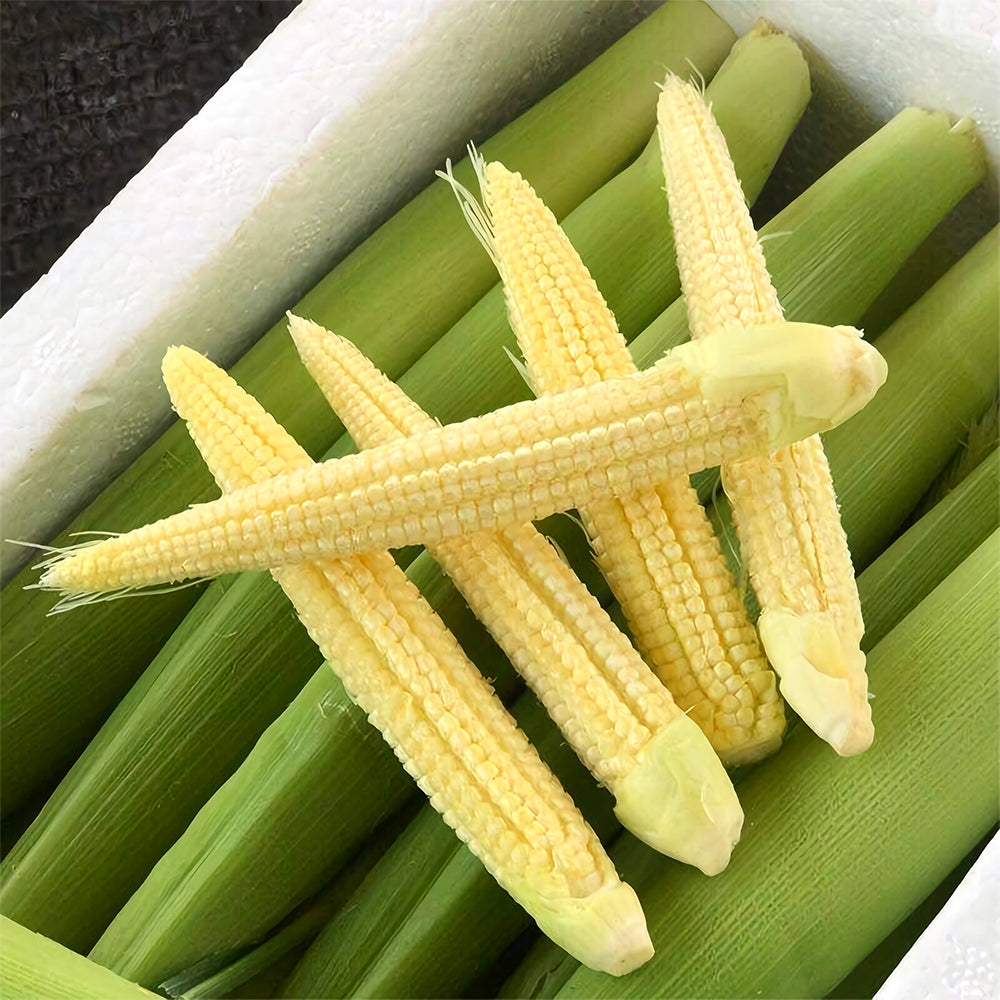 Take Your Crop to the Next Level: 50 F1 Sweet Baby Corn Seeds