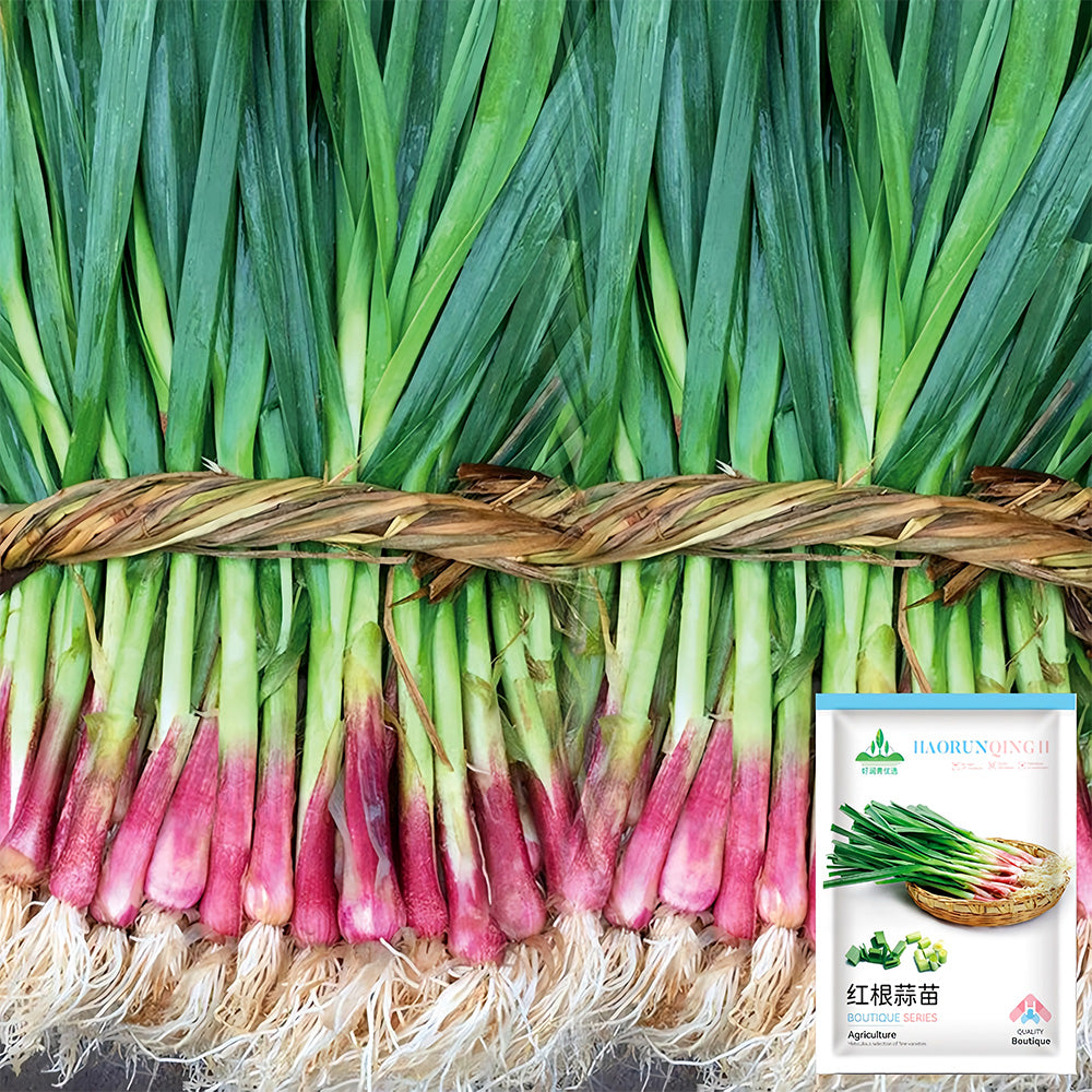 5 Bags (500 Seeds/ Bag) of Red Root Leek Seeds