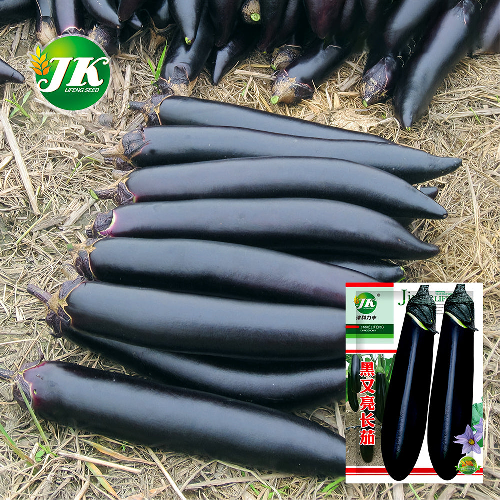 5 Bags (400 Seeds/Bag) of 'Glossy Black' Long Eggplant Seeds