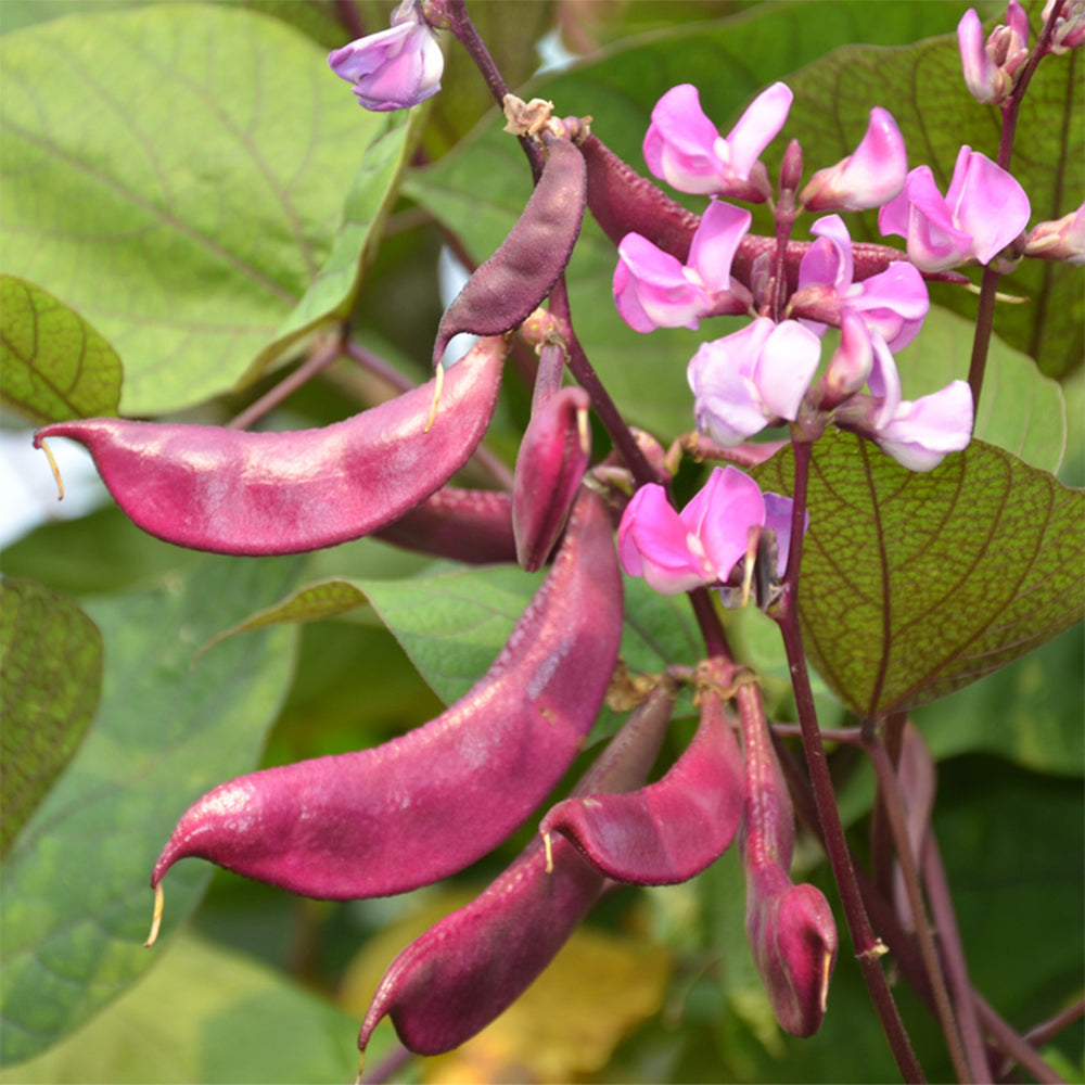 Delicious and Decorative: 5 Packs (10 Seeds / Bag) of Fresh Purple-Red Hyacinth Bean