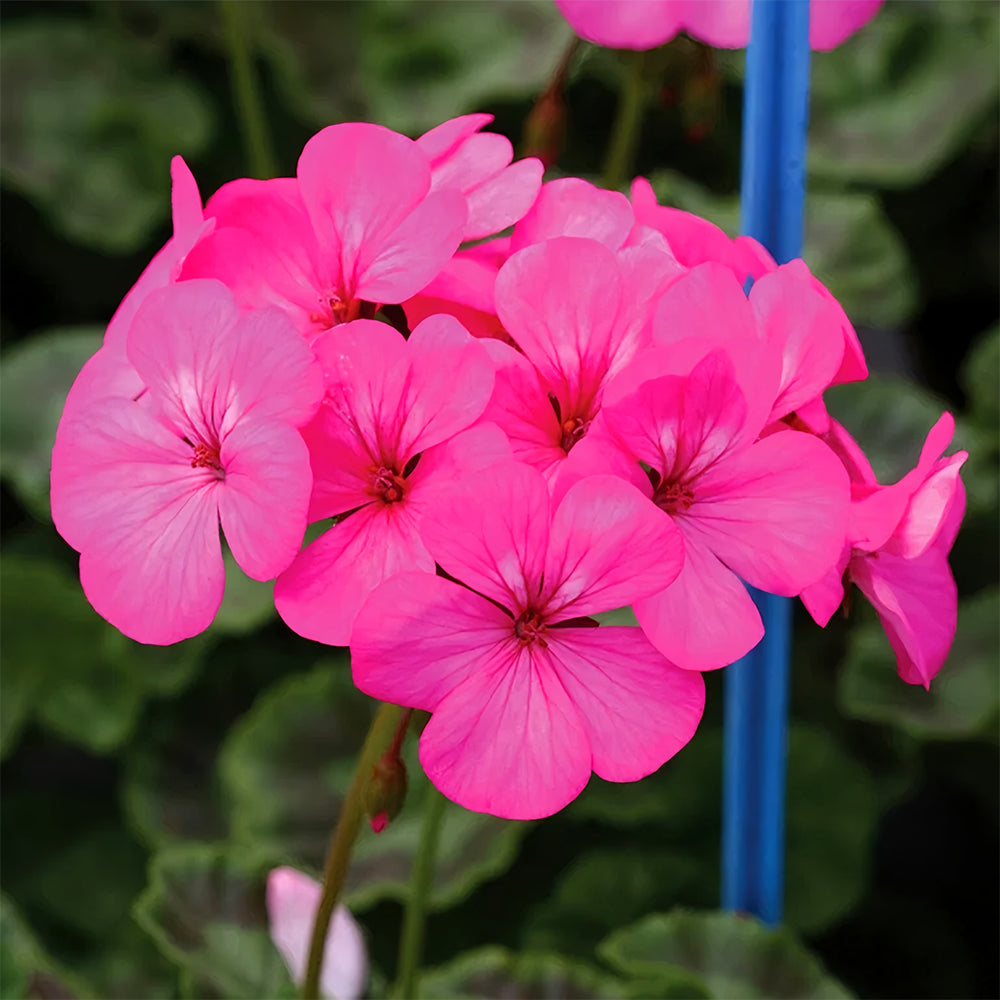 hybrid geranium seeds Geranium Seeds